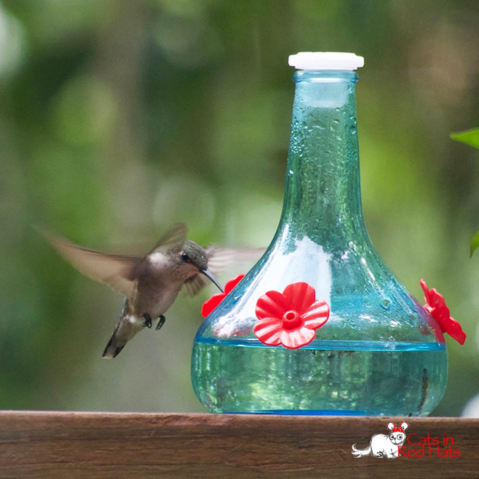 hummingbird at feeder