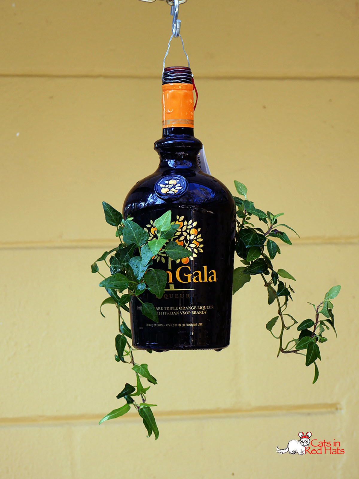 Gran Gala bottle with holes in sides for plants