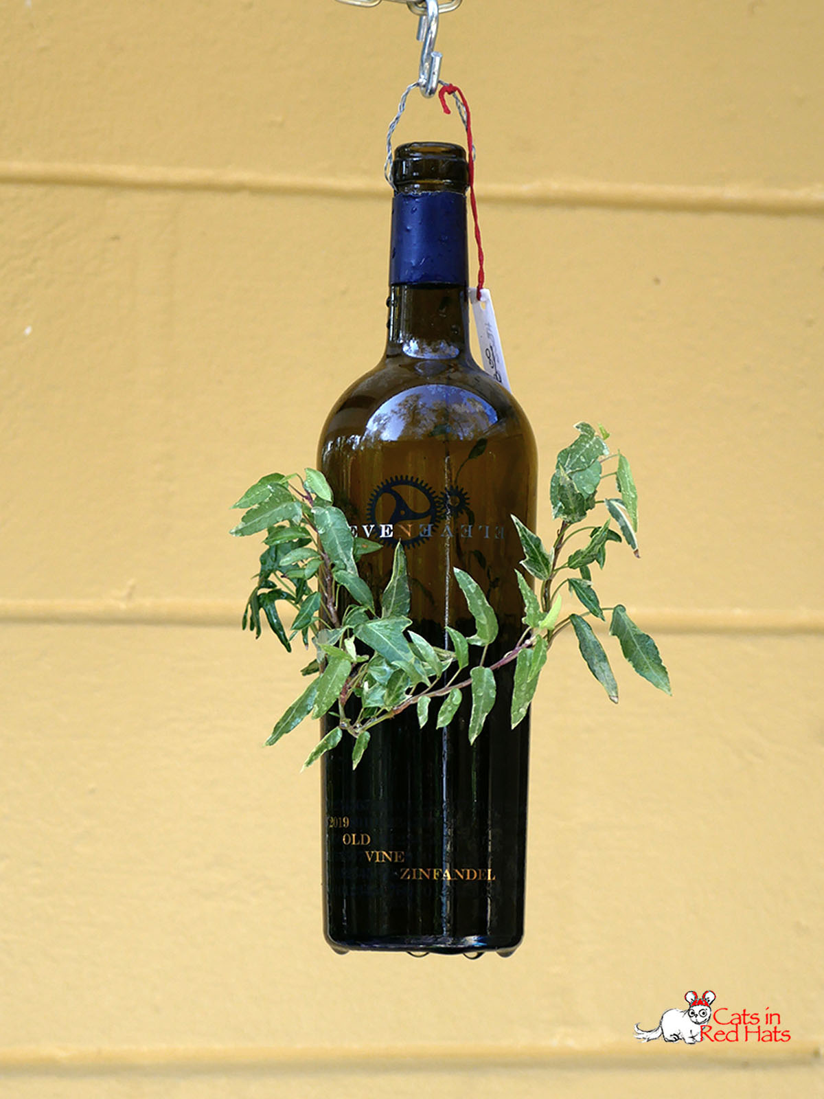 Eleven wine bottle with holes in sides for plants