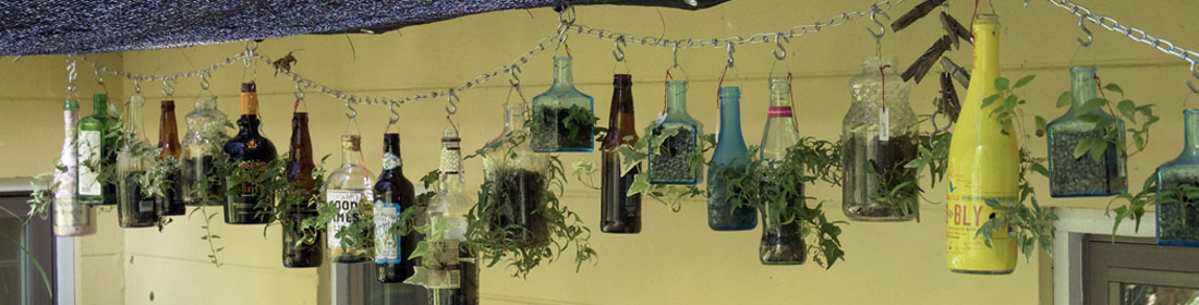recycled glass bottles with plants growing from them